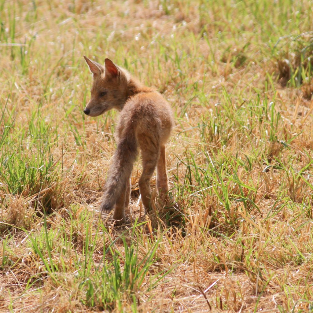 Un renard