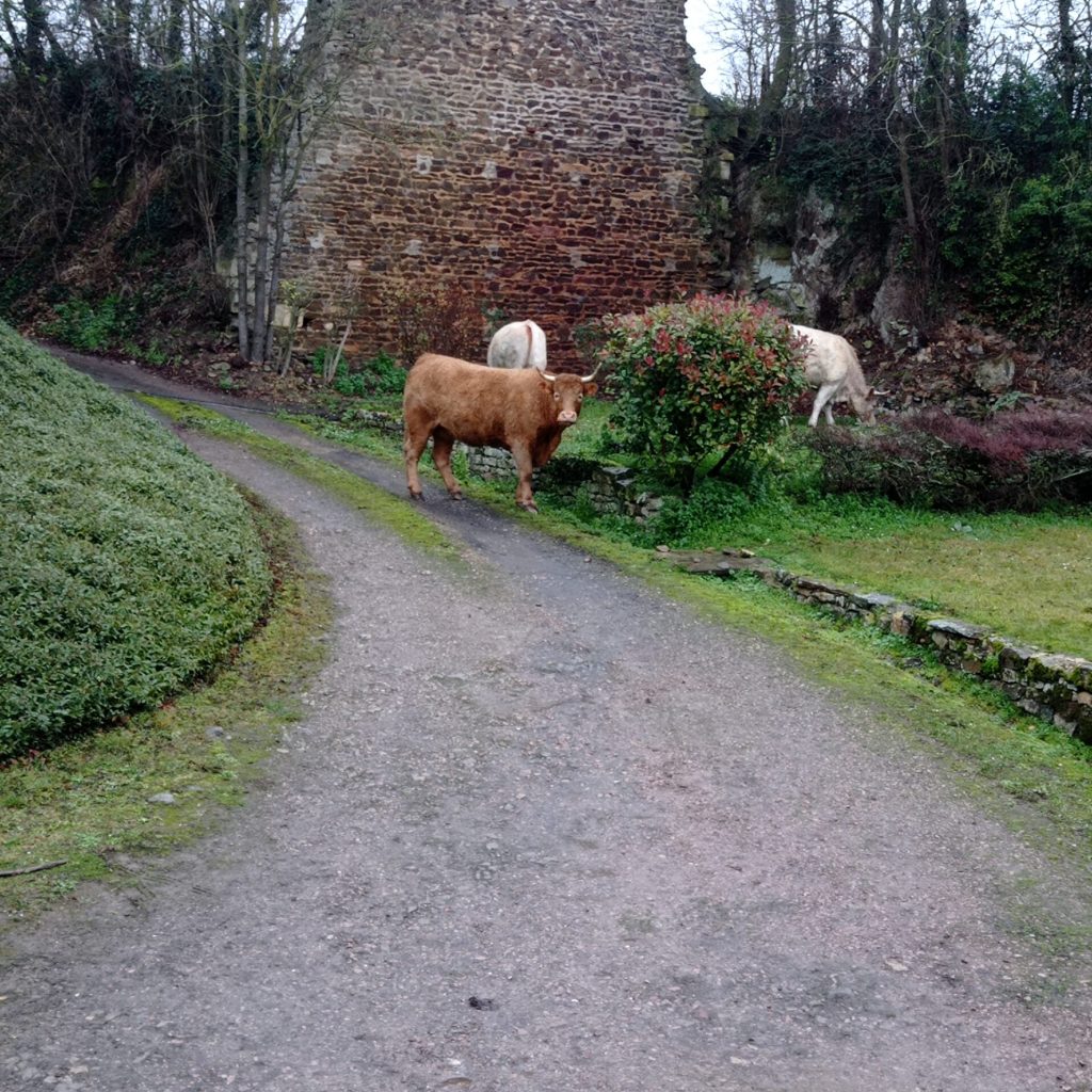 Les vaches du voisin !