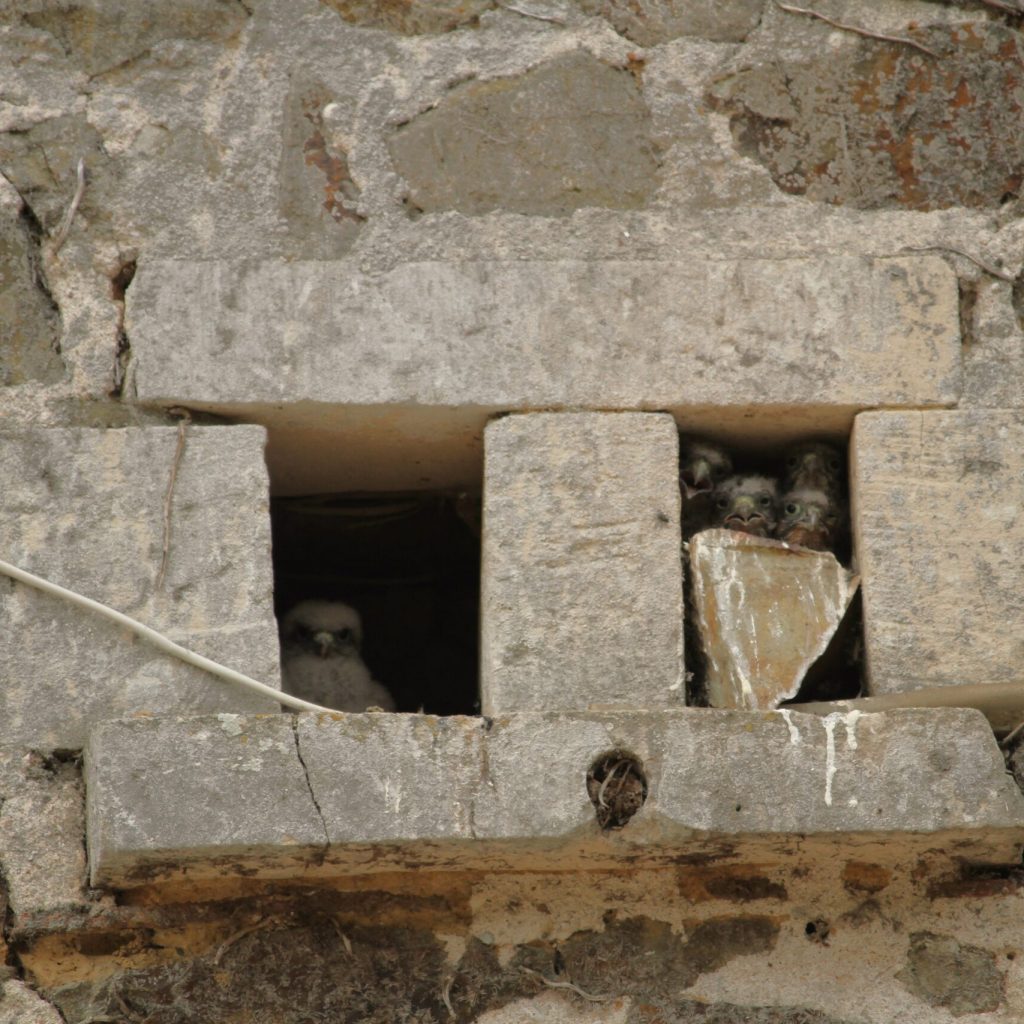 Les bébés faucon crécerelle