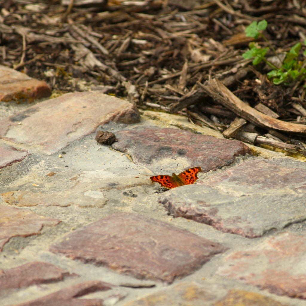 Un papillon orange