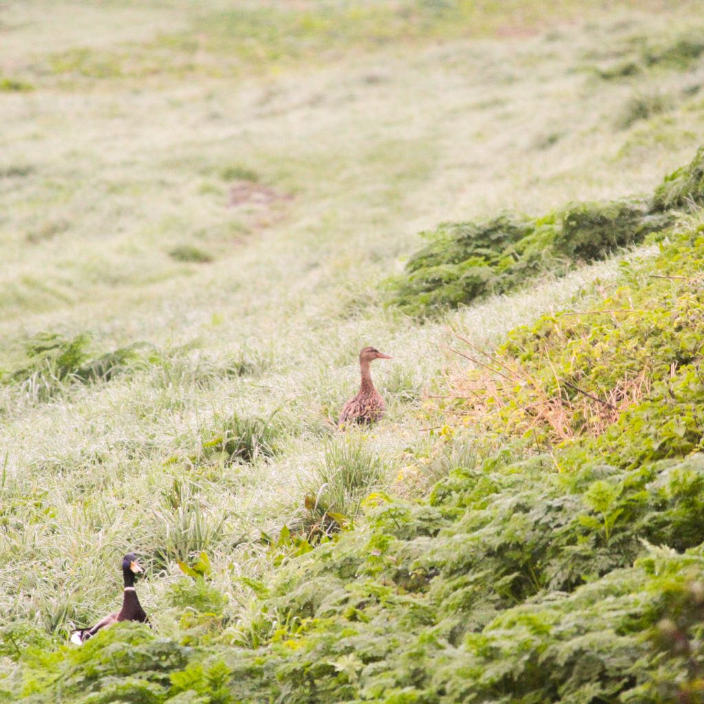 Un couple de canard