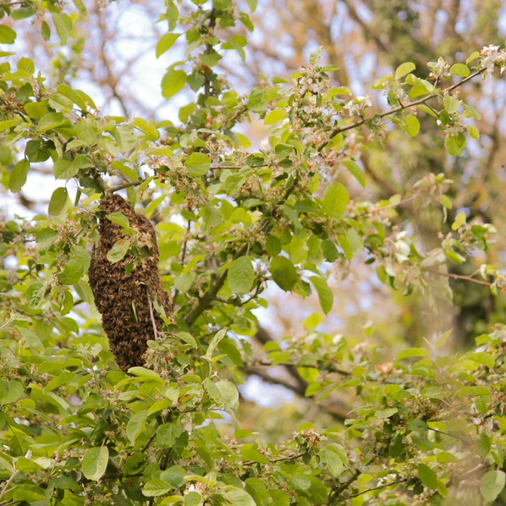 Un essaim d'abeille