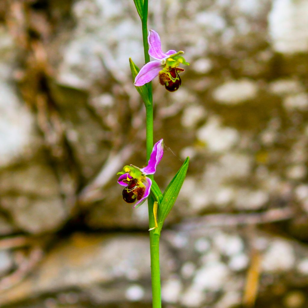 Une orchidée sauvage