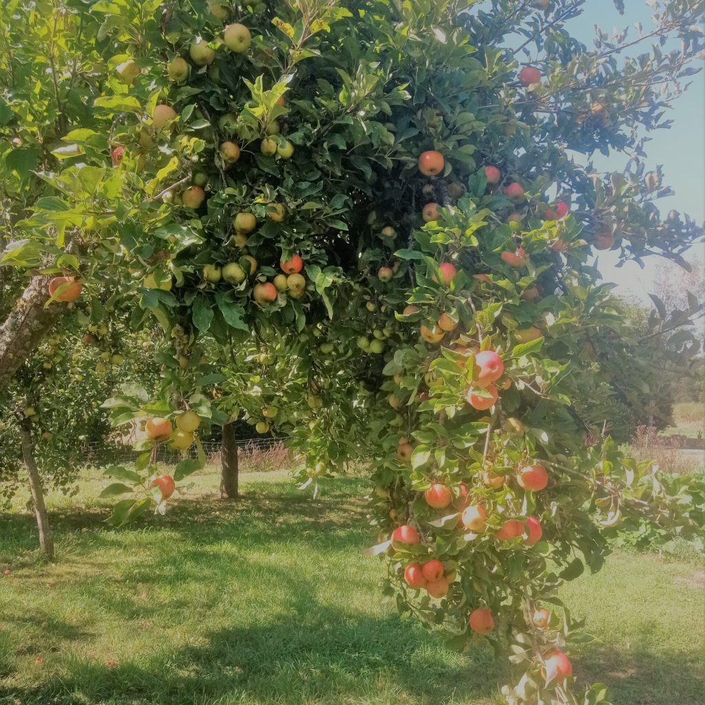 Les Pommiers